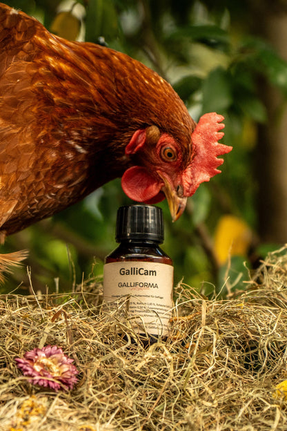 GalliCam 100ml- für mehr Bewegungsfreude
