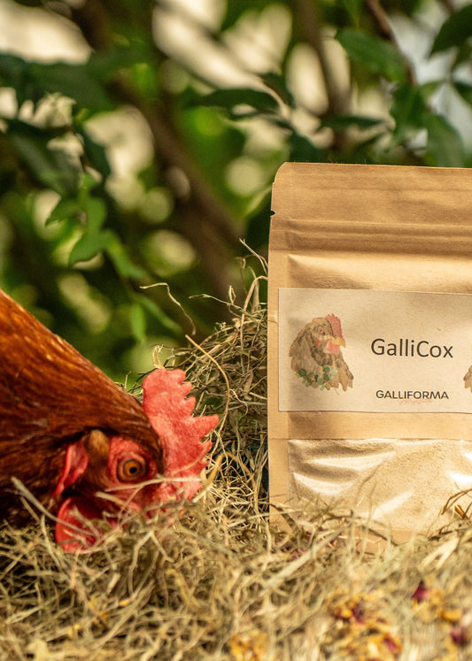 GalliCox 100g- präventiv gegen Kokzidien